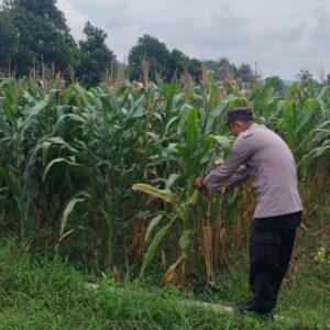 Polri mendukung Program ASTACITA, Petugas Polmas Polsek Parengan Polres Tuban sambang lokasi tanaman jagung di Desa Sukorejo Kec. Parengan