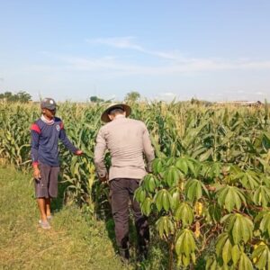 Polri Dukung Astacita, Polsek Jenu Polres Tuban jagung milik Warga di Desa Kaliuntu