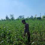 Polsek Tambakboyo Polres Tuban Turun Cek Tanaman jagung Warga di Desa Dasin