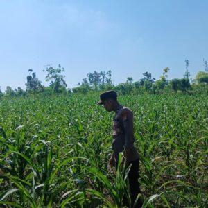 Polsek Tambakboyo Polres Tuban Turun Cek Tanaman jagung Warga di Desa Dasin