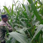 Polisi RW Desa Jamprong Polsek Kenduruan Polres Tuban Cek Langsung Perkembangan Tanaman Jagung Warga, Dukung Astacita Ketahanan Pangan