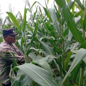 Polisi RW Desa Jamprong Polsek Kenduruan Polres Tuban Cek Langsung Perkembangan Tanaman Jagung Warga, Dukung Astacita Ketahanan Pangan