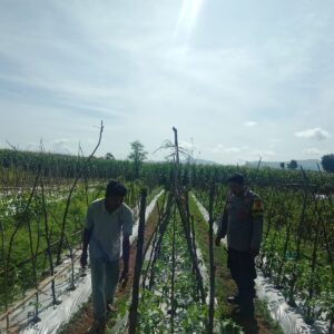 Bhabinkamtibmas Polsek Manggelewa Dorong Pemanfaatan Pekarangan Produktif, Wujud Dukungan Polri terhadap Program Ketahanan Pangan