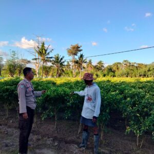 Bhabinkamtibmas Polsek Hu’u Sambangi Petani Cabai di Cempi Jaya, Berikan Edukasi Perawatan Tanaman untuk Dukung Ketahanan Pangan