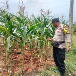 Polri Dukung Astacita, Polsek Palang Polres Tuban jagung milik Warga di Desa Tasikmadu