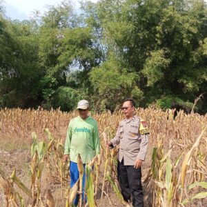 Polisi RW Polsek Senori Polres Tuban Monitoring Tanaman Jagung Milik Warga Desa Medalem Dukung Program Ketahanan Pangan