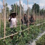 Babinsa Koramil 1606/Lingsar Kawal Ketahanan Pangan Desa, Hasil Tomat Diproyeksikan Dukung Dapur MBG dan KDKMP