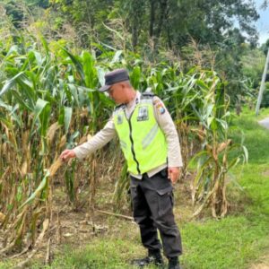 MONITORING DAN PENDAMPINGAN LAHAN PERTANIAN DI KECAMATAN BANGILAN