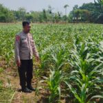 Polri Dukung Astacita, Polsek Merakurak Polres Tuban Turun Cek Tanaman Jagung Warga di Desa Tahulu