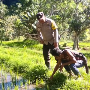 Dukung Ketahanan Pangan, Bhabinkamtibmas Desa Tangkampulit Pantau Petani Bersihkan Lahan Sawah