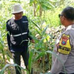 Bhabinkamtibmas Polsek Tuban Monitoring Lahan Jagung, Wujud Nyata Dukung Ketahanan Pangan Nasional