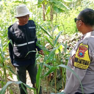 Bhabinkamtibmas Polsek Tuban Monitoring Lahan Jagung, Wujud Nyata Dukung Ketahanan Pangan Nasional