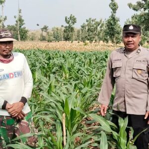 Polri Dukung Astacita, Polsek Rengel Polres Tuban Turun Cek Tanaman Jagung Warga di Desa Maibit