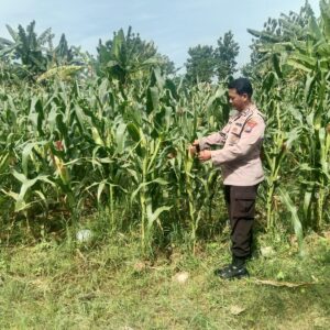 Polri Dukung Astacita, Polsek Jenu Polres Tuban jagung milik Warga di Desa Socorejo