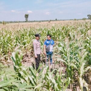 Polsek Tambakboyo Polres Tuban Turun Cek Tanaman jagung Warga di Desa Ngulahan