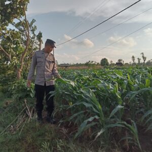 Polsek Montong Polres Tuban Turun Cek Tanaman jagung Warga di Desa Jetak