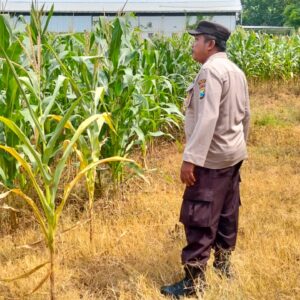 Polsek Plumpang Polres Tuban Turun Langsung Cek Tanaman Jagung Warga