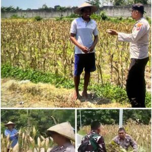 Polsek Soko polres Tuban Polda Jawa Timur Bergerak! Dukung Penuh Swasembada Pangan Presiden Prabowo Melalui Pendampingan Petani