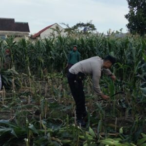 Polsek Labuapi Gerakkan Warga Tanam Jagung di Lahan Kosong