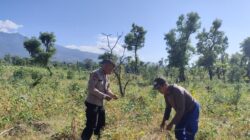 Dukung Swasembada Pangan Bhabinkamtibmas Desa Perigi Monitoring Panen Kacang Panjang