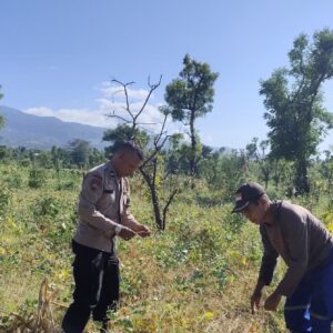 Dukung Swasembada Pangan Bhabinkamtibmas Desa Perigi Monitoring Panen Kacang Panjang