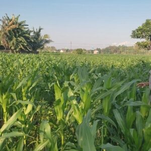 Bhabinkamtibmas Lombok Barat Turun ke Sawah, Dorong Ketahanan Pangan Desa