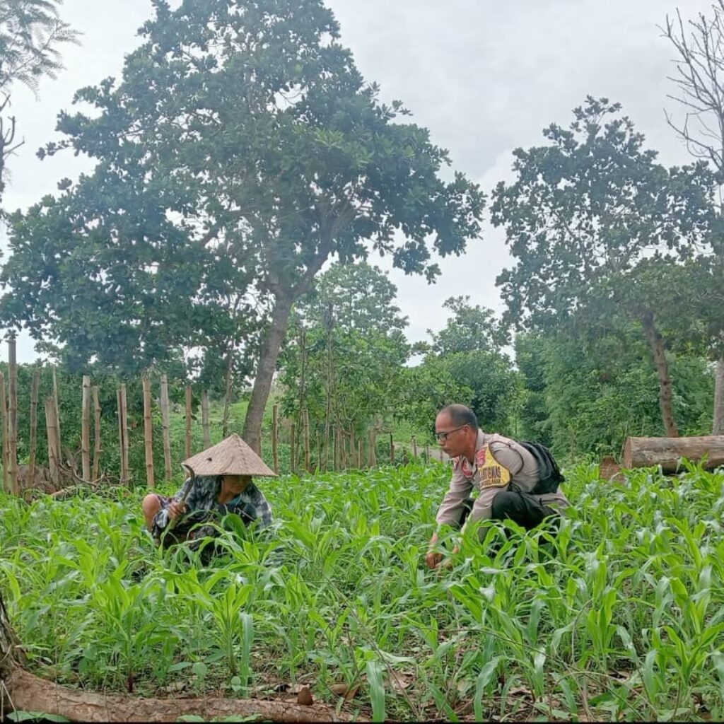 Bhabinkamtibmas Desa Selong Belanak Motivasi Petani Jagung Dukung Swasembada Pangan Nasional