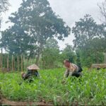 Bhabinkamtibmas Desa Selong Belanak Motivasi Petani Jagung Dukung Swasembada Pangan Nasional