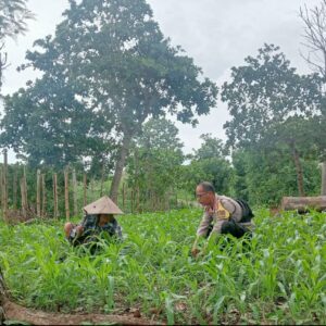 Bhabinkamtibmas Desa Selong Belanak Motivasi Petani Jagung Dukung Swasembada Pangan Nasional