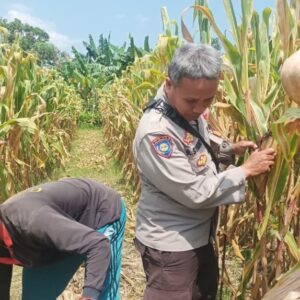 Dukung Swasembada Pangan, Polsek Batulayar Edukasi Warga Sandik