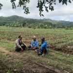 Bhabinkamtibmas Selong Belanak Dorong Petani Jagung Tingkatkan Produktivitas Dukung Swasembada Pangan