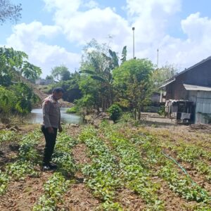 Bhabinkamtibmas Desa Bilelando Ajak Warga Manfaatkan Pekarangan untuk Dukung Ketahanan Pangan