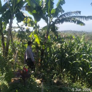 Bhabinkamtibmas Desa Aikprapa Aipda Agus Suputra Sambangi Petani Jagung, Ajak Dukung Program Swasembada Pangan
