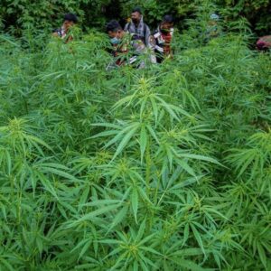 Polres Loteng Ungkap Peredaran Narkotika Golongan 1 Tanaman Jenis Ganja
