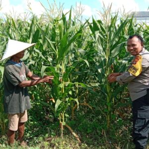 Strategi Polsek Labuapi Turun ke Sawah, Jaga Ketahanan Pangan Lewat Perawatan Jagung di Bagik Polak