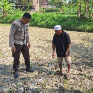Bhabinkamtibmas Desa Embung Kandong Cek Perkembangan Tanaman Jagung Milik Warga di Dusun Tinggi