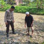 Bhabinkamtibmas Desa Sukadana Monitoring Lahan Jagung Milik Ketua Gapoktan Dile Semprong