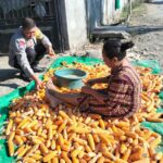 Gukung Program Ketahanan Pangan Bhabinkamtibmas Desa Bagik Papan Cek Hasil Panen Jagung