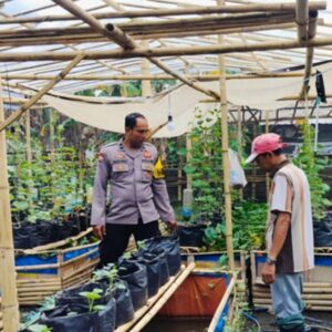 Bhabinkamtibmas Polsek Labuapi Dampingi Petani Sayur di Bajur