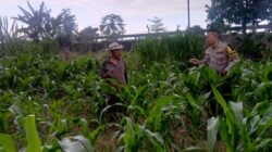 Polsek Labuapi Kawal Ketahanan Pangan dan Stabilitas Harga Pangan di Lombok Barat