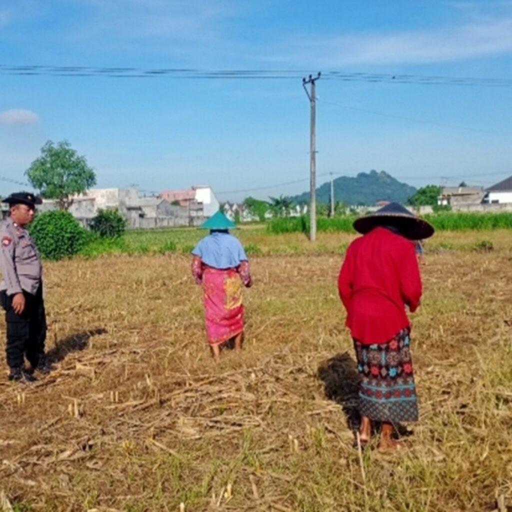 Bhabinkamtibmas Polsek Labuapi Turun ke Sawah Kawal Ketahanan Pangan