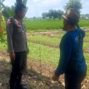 Bhabinkamtibmas Telagawaru Kawal Ketahanan Pangan Nasional di Sawah