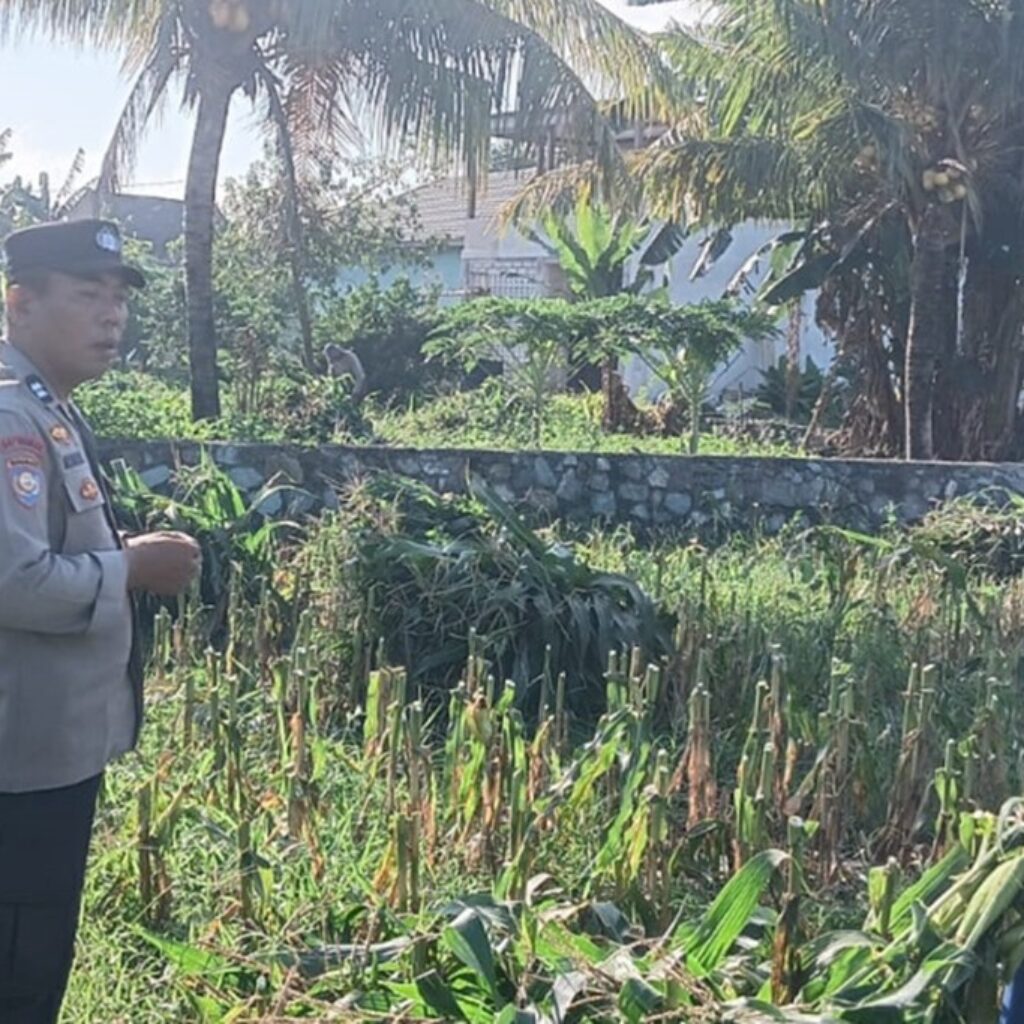Bhabinkamtibmas Labuapi Edukasi Petani Jagung Antisipasi Hama