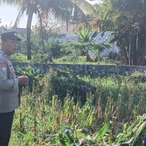 Polsek Labuapi Dampingi Petani Jagung Karang Bongkot