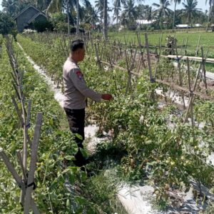 Bhabinkamtibmas Desa Kesik Cek Lahan Ketahanan Pangan Bergizi, Dukung Program Ketahanan Pangan Nasional