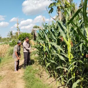 Bhabinkamtibmas Desa Pringgabaya Cek Tanaman Jagung Petani dan Sampaikan Imbauan Kamtibmas Dukung Program Ketahanan Pangan