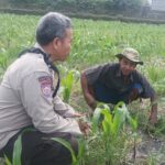 Dukung Swasembada Pangan, Polsek Batulayar Ajak Warga Lombok Barat Manfaatkan Lahan Pekarangan