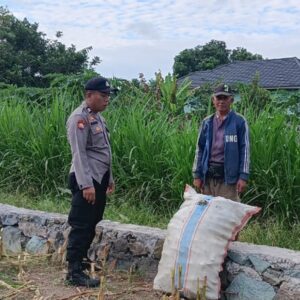 Aksi Nyata Polsek Labuapi Kawal Kedaulatan Pangan, Borong Semangat Petani di Sawah