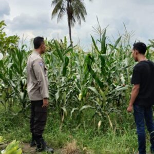 Bhabinkamtibmas Labuapi Dampingi Petani Jagung Perkuat Ketahanan Pangan