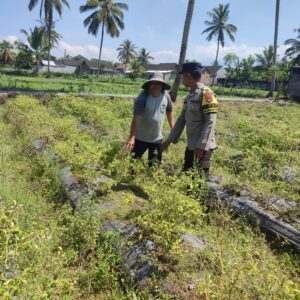 Bhabinkamtibmas Desa Paokmotong Monitoring Program Ketahanan Pangan Melalui Pengecekan Lahan Pekarangan Pangan Bergizi